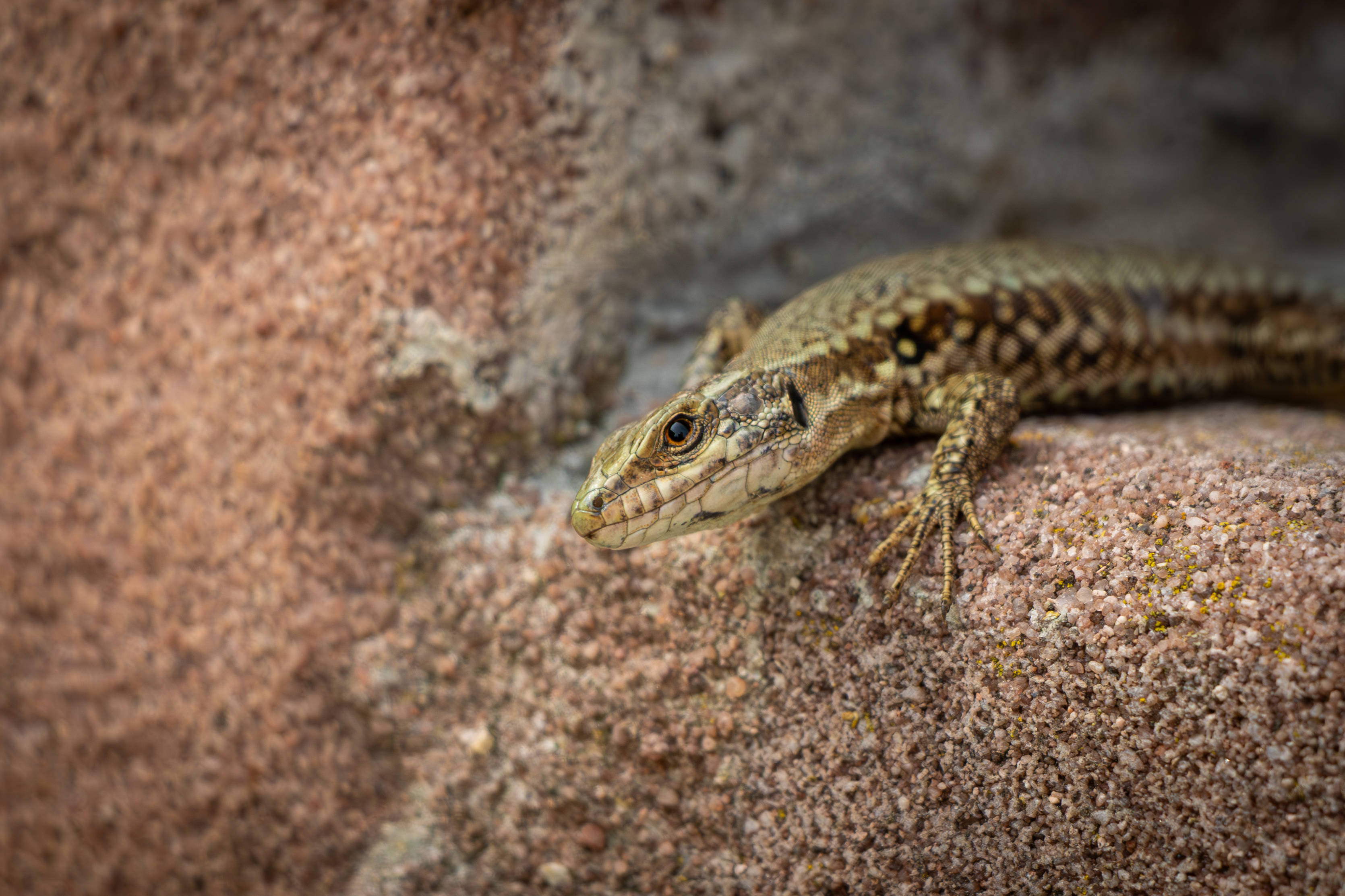 Lézard des murailles